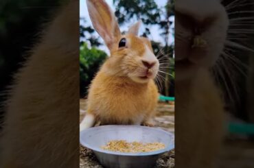 Cute Bunny Video (88) #bunny