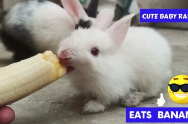 Rabbit Baby Eating Banana || Cute Bunny Babies video || #bunny #rabbit #rabbitbaby