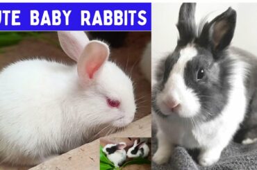 Cute Rabbit babies || cute & little baby bunnies video || #rabbits #bunnies