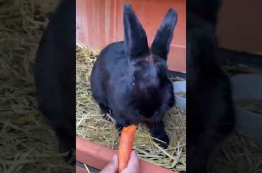 Cute rabbit #shorts#cute#rabbit#black#hungry#snack