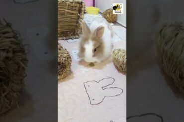 When I Gave Cute Bunny a New Treat#shorts