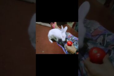 rabbit short #shorts #trending #viral #animals #bunny #cute #rabbit #short #subscribe