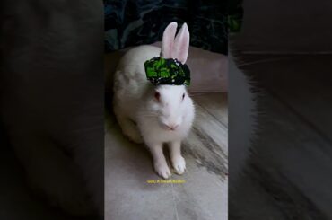 Rabbit fashion video#bunny#rabbit #shorts#khargosh @Animal Planet Videos @CUTE MADE @The Dodo