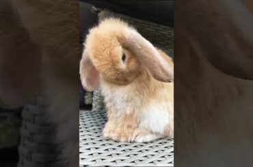 My cute  rabbit!