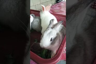 Cute Baby Rabbits