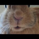 Rabbit eating blueberry ASMR| #cute #rabbit #asmr #bunnies #ytshorts #short #animals #animalvideos