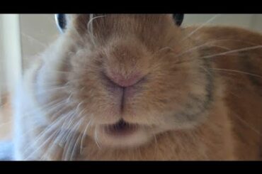 Rabbit eating blueberry ASMR| #cute #rabbit #asmr #bunnies #ytshorts #short #animals #animalvideos