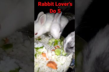 Cute Bunny eating rice vegetable mixed#shorts#youtubeshorts#ytshorts#animals#rabbits