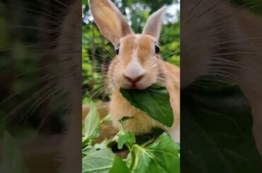 Hello Cute Rabbit are you eating grass?
