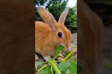 Cute Bunny Eating