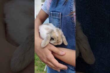 cutest baby bunnies