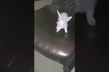 cute rabbit