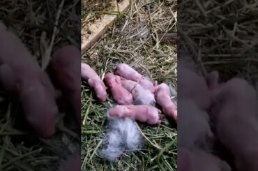 cute rabbit babies #pets