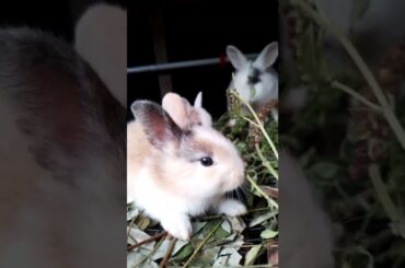 bunny cute #kelinci #kelincilucu #hewanpeliharaan @rumah kelinci