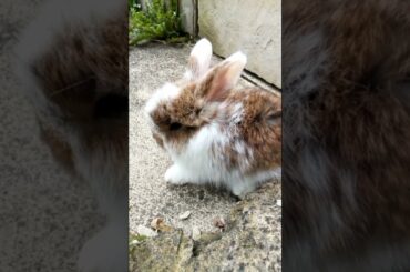 CUTE BUNNY BABY RABBITS CLIP