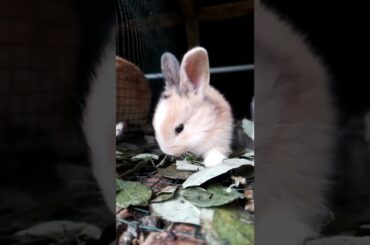 bunny cute #kelinci #kelincilucu #hewanpeliharaan @rumah kelinci