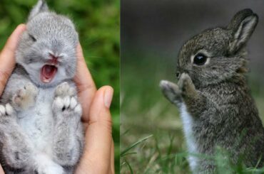 Cute Bunny Rabbit Video Compilation