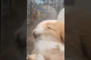 Cute bunny squishing his cheeks #shorts