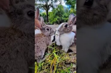 Cute Rabbit Farming Video (130) #farming