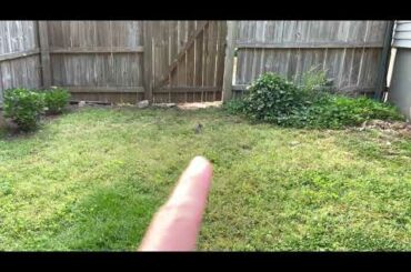 Can You See the Cute Baby Bunny??