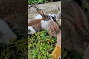 Cute bunny Eating #bunny #shorts