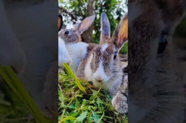 Cute Bunny Animals (108) #shorts