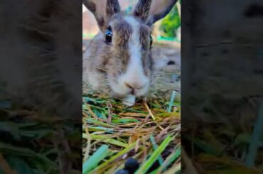 Cute Bunny Animals video (126)