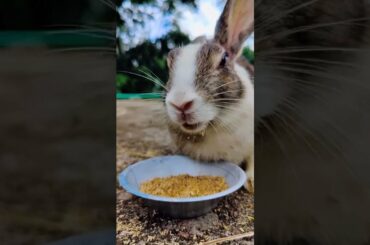 Cute Rabbit Eating Food (118) #shorts
