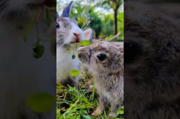 Cute Rabbit (101) #rabbit