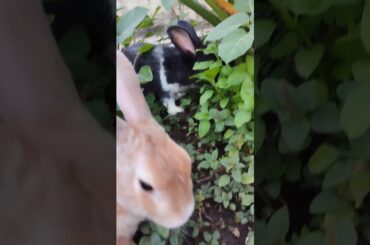 so cute bunny#rabbits #goumi #youtubeshorts