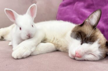 Baby Bunnies Wake Up a Sleeping and Lazy Cat
