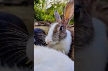 Cute Bunny Eating (107)