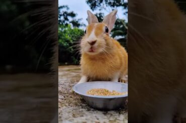 Very Cute Baby Bunny (97) #shorts #baby #bunny