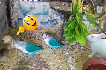 Cute BABY Chickens Vs Lovebirds Vs Bunny Rabbit Playing Feeding Activities