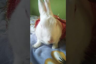 Cute bunny #viralvideo #bunny #ytshorts