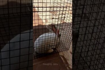 Cute rabbit struggling in cage | #shorts