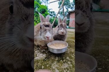 WoW / Wild Rabbit And Pet Rabbit Cute #rabbit