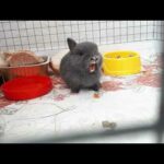 Funny and Cute Baby Bunny