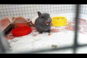Funny and Cute Baby Bunny