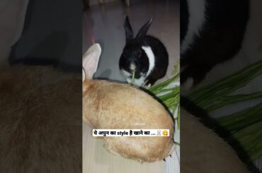 #kala chashma#viralsong #bunny #rabbits #cute # vegetables#shorts