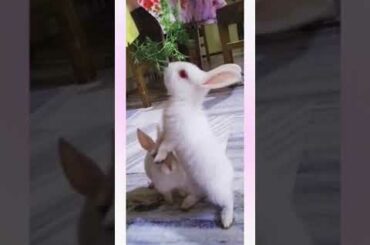 # cutebunny #cute #bunny #babybunny