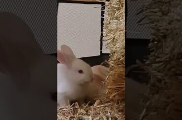 Cute Baby Rabbit Eating