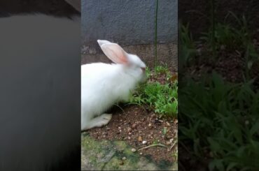 Cute Little Baby Bunny #Shorts
