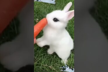 cute rabbit #shorts