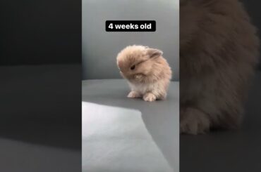 Watch this cute bunny grow!