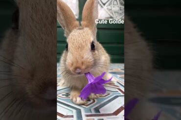 Super cute rabbit, best moments
