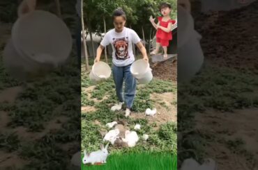 Cute Rabbit  #shorts #video #rabbit#short#cute #short