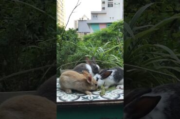 3 cute rabbit warriors #116