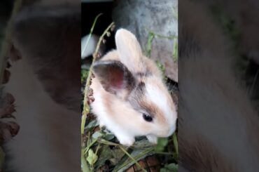 cute bunny #kelinci #kelincilucu #hewanpeliharaan