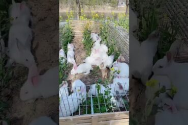 Cute Rabbit #shorts #video #rabbit